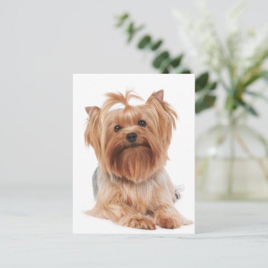 Yorkshire Terrier Postkarte (Stehend Vorderseite)