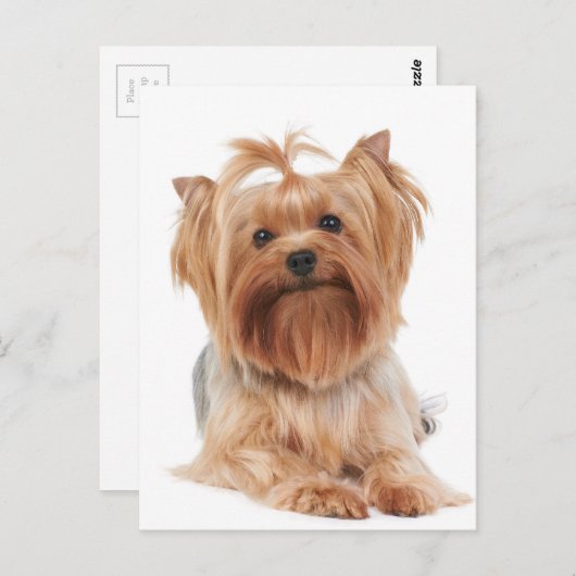 Yorkshire Terrier Postkarte (Vorne/Hinten)