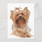 Yorkshire Terrier Postkarte (Vorderseite)