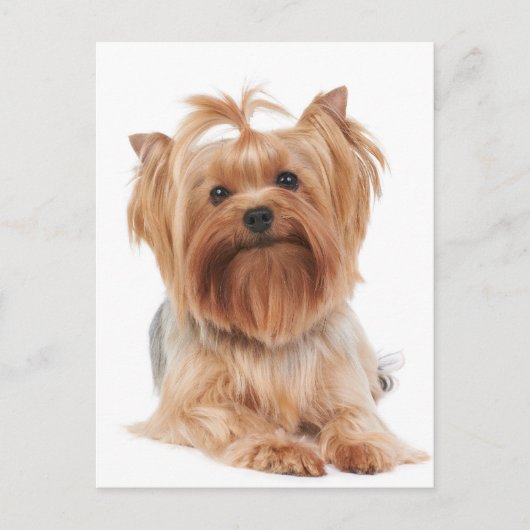 Yorkshire Terrier Postkarte (Vorderseite)