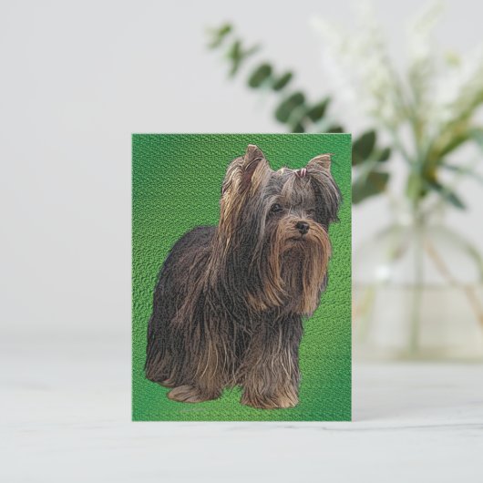 Yorkshire Terrier Postkarte (Stehend Vorderseite)