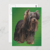 Yorkshire Terrier Postkarte (Vorne/Hinten)