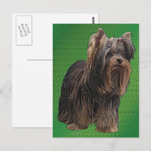 Yorkshire Terrier Postkarte (Vorne/Hinten)