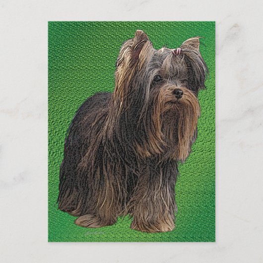 Yorkshire Terrier Postkarte (Vorderseite)