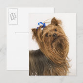 Yorkshire Terrier Postkarte (Vorne/Hinten)