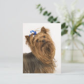 Yorkshire Terrier Postkarte (Stehend Vorderseite)