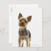 Yorkshire Terrier Postkarte (Vorne/Hinten)