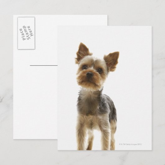Yorkshire Terrier Postkarte (Vorne/Hinten)