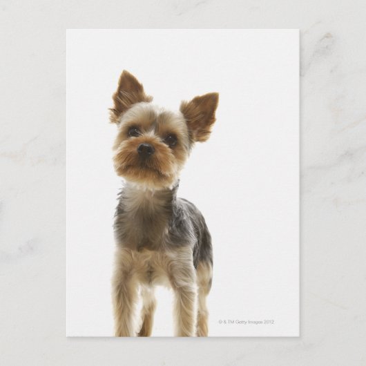 Yorkshire Terrier Postkarte (Vorderseite)