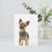 Yorkshire Terrier Postkarte (Stehend Vorderseite)