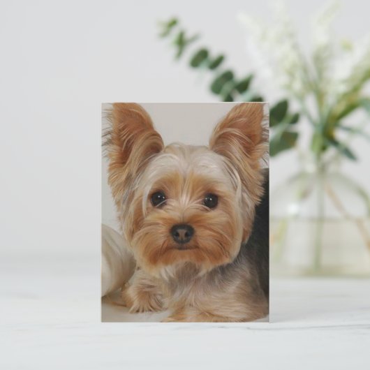 Yorkshire Terrier Postkarte (Stehend Vorderseite)