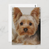 Yorkshire Terrier Postkarte (Vorne/Hinten)