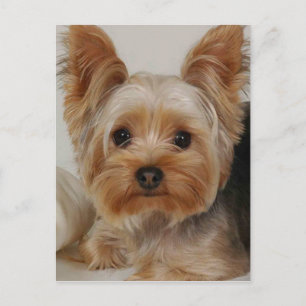 Yorkshire Terrier Postkarte