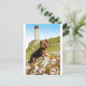 Yorkshire Terrier Postkarte (Stehend Vorderseite)