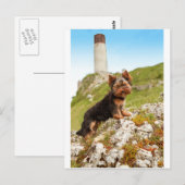 Yorkshire Terrier Postkarte (Vorne/Hinten)