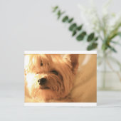 Yorkshire Terrier Postkarte (Stehend Vorderseite)