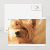 Yorkshire Terrier Postkarte (Vorne/Hinten)