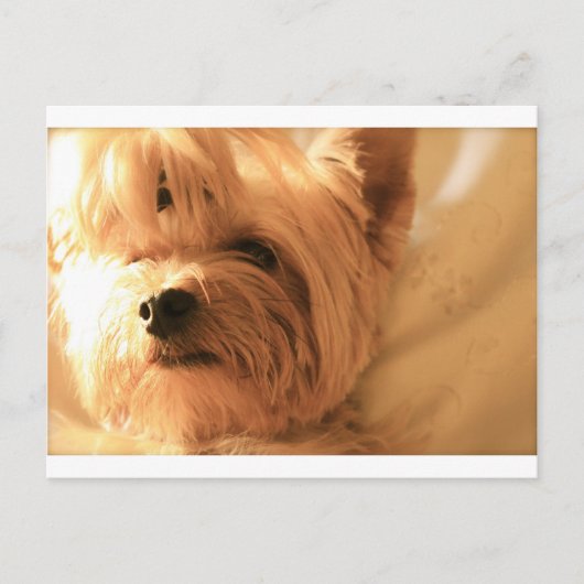 Yorkshire Terrier Postkarte (Vorderseite)