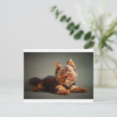 Yorkshire Terrier Postkarte (Stehend Vorderseite)