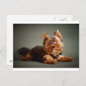 Yorkshire Terrier Postkarte (Vorne/Hinten)