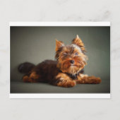 Yorkshire Terrier Postkarte (Vorderseite)