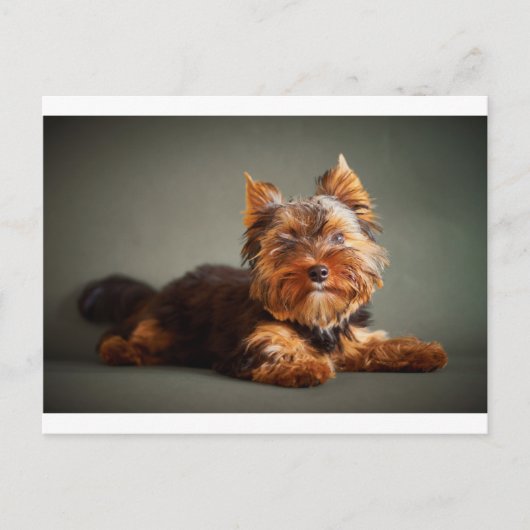 Yorkshire Terrier Postkarte (Vorderseite)