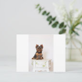 Yorkshire Terrier Postkarte (Stehend Vorderseite)