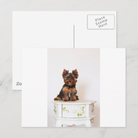 Yorkshire Terrier Postkarte (Vorne/Hinten)