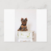Yorkshire Terrier Postkarte (Vorderseite)