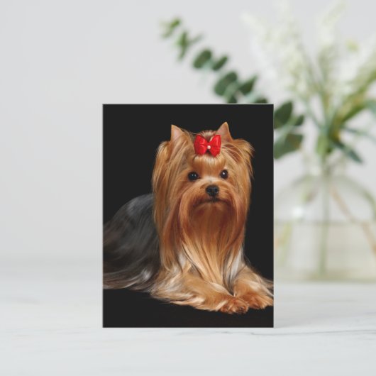 Yorkshire Terrier Postkarte (Stehend Vorderseite)
