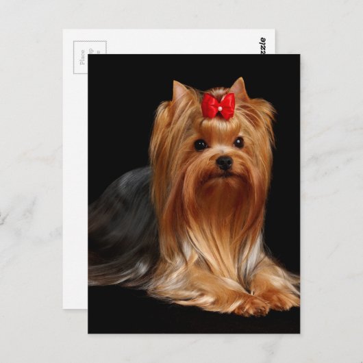 Yorkshire Terrier Postkarte (Vorne/Hinten)