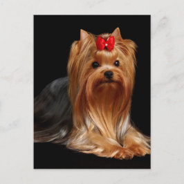 Yorkshire Terrier Postkarte