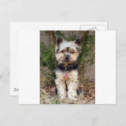 Yorkshire Terrier Postkarte (Vorne/Hinten)