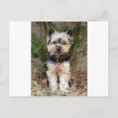 Yorkshire Terrier Postkarte (Vorderseite)
