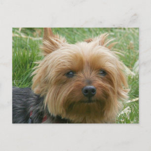 Yorkshire Terrier Postkarte