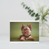 Yorkshire Terrier Postkarte (Stehend Vorderseite)