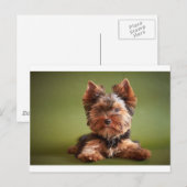 Yorkshire Terrier Postkarte (Vorne/Hinten)