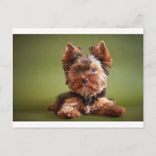 Yorkshire Terrier Postkarte