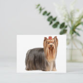 Yorkshire Terrier Postkarte (Stehend Vorderseite)