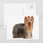 Yorkshire Terrier Postkarte (Vorne/Hinten)