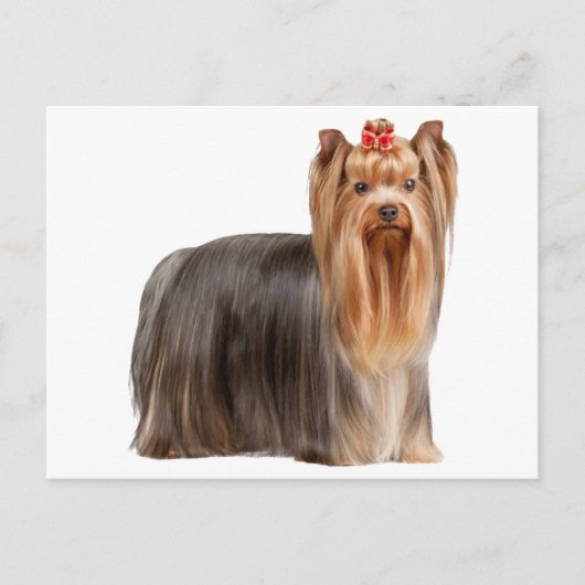 Yorkshire Terrier Postkarte (Vorderseite)