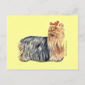 Yorkshire Terrier Postkarte (Vorderseite)