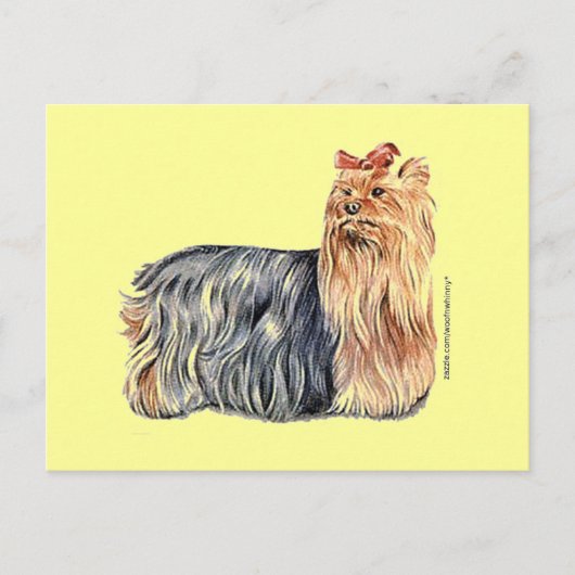 Yorkshire Terrier Postkarte (Vorderseite)