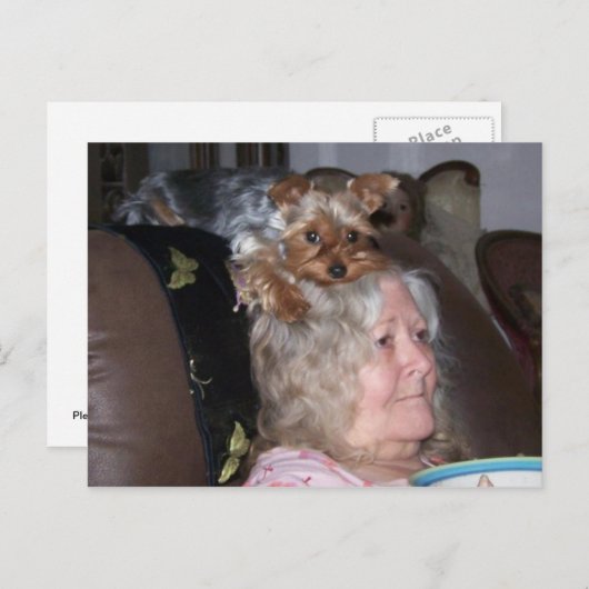 Yorkshire Terrier Postkarte (Vorne/Hinten)