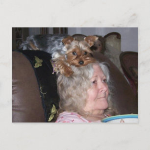 Yorkshire Terrier Postkarte