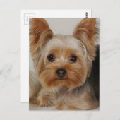Yorkshire Terrier Postkarte (Vorne/Hinten)