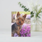 Yorkshire Terrier Postkarte (Stehend Vorderseite)
