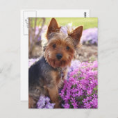Yorkshire Terrier Postkarte (Vorne/Hinten)
