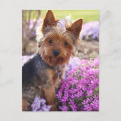 Yorkshire Terrier Postkarte (Vorderseite)