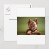 Yorkshire Terrier Postkarte (Vorne/Hinten)